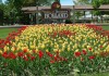 Holland Tulips