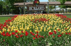 Holland Tulips